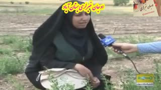 گزارش روز مزرعه و همایش کشت استاندارد گیاهان دارویی در تیکمه داش