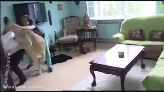 حمله شیر ماده خانگی به مهمان صاحب خانه