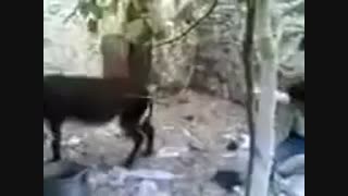 رقصیدن الاغ با آهنگ شاد -_-