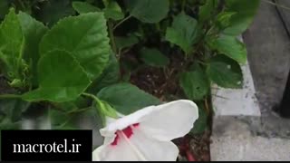 مقایسه دوربین Galaxy S8 وHonor 8 Proدرmacrotel.ir