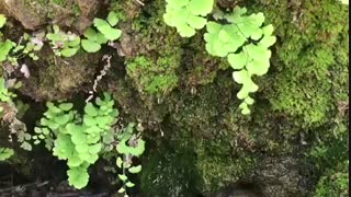 کانال نماشا دکتر گلشاه شروع بکار کرد