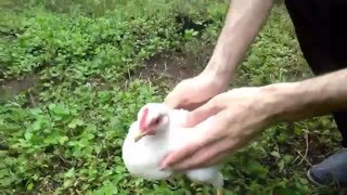 قول میدم این کلیپ من از این جوجه خندتون بیاره (کلیپ رحمان)