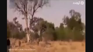کلیپ دیدنی نجات آهو از چنگال پلنگ