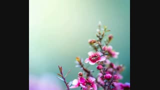 اجرای آهنگ پریدخت سالار عقیلی توسط کودک خوش صدا (کلیپ رحمان)