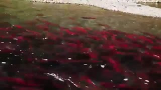 ماهی قزل آلای قرمز