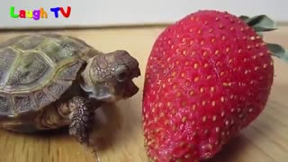 A funny & cuteTurtle