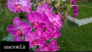 تست دوربین Galaxy S8 Plus درmacrotel.ir