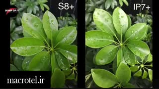 مقایسه دوربین S8 Plus و iPhone 7 Plusدرmacrotel.ir