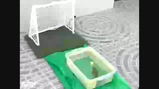 ماهی ای که پنالتی می زنه