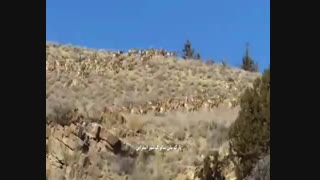 گله های آهو را درپارکهای ملی  شهر اسفراین ببینید