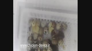 جوجه کشی بلدرچین با دستگاه جوجه کشی اسکندری