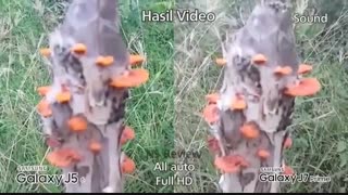 مقایسه دوربین J5 2016وJ7 Primeدرmacrotel.ir