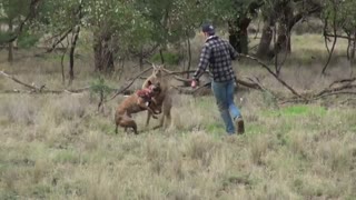 نجات سگ ازدست آقای کانگورو با یک .....!!؟