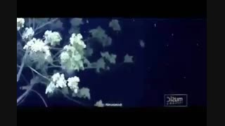 موزیک ویدیو سرطان فکر نیموش و سوگماد