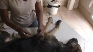 ببینید کِرم‌های انگلی با بدن این سگ بیچاره چکار کردن!.