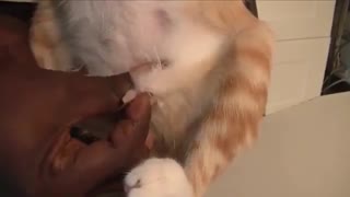 نجات بچه گربه از دست کرمهای انگلی داخل بدنش