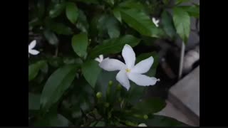 تست دوربین Galaxy J7 Primeدرmacrotel.ir