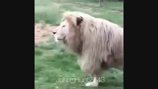 اولین شیر آوازخوان جهان