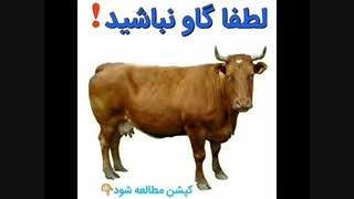 لطفا گاو نباشید!!!