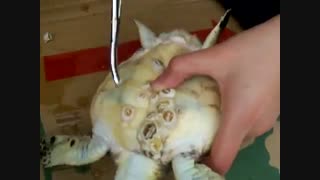 رهایی لاک پشت از شر انگل جلبگی و صدفی شکل