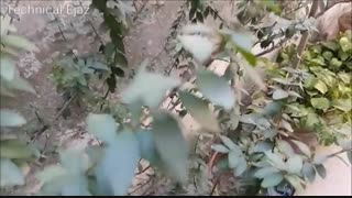 تست دوربین Galaxy C5Pro در macrotel.ir