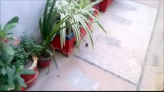 تست دوربین Xperia C5 Ultraدmacrotel.ir