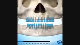 توالی رویش دندانهای شیری و دائمی ، دکتر آصفی