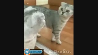 بچه ها به دوست محی رای بدین واقعا لازم داره به هم وطن خود کمک کنید ای کسانی که ایمان اوردید