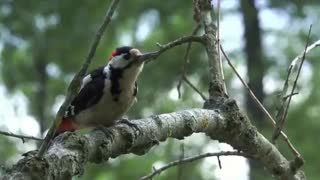 فیلم مستند دنیای زیبایی پرندگان  (قربان خدا شوم با این زیبایی عظمت خلقتش)