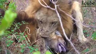 حمله شیر به کفتار و تکه تکه کردن کفتار.