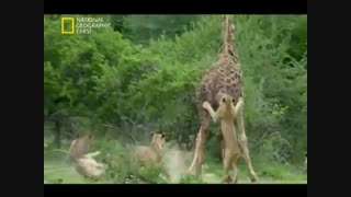 فیلم بیرحمی و شکار، دسته‌ای از شیرهای درنده و  گرسنه.