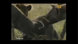 جنگ وحشیانه بین دو دسته از کفتارها