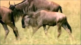 حمله  کّل  مادر به یوزپلنگ برای نجات فرزندش