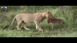 رفتار مادرانه یک شیر با بچه گوزن تنهای گمشده