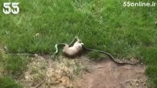 مبارزه انتقام جویانه خرگوش مادر با مار سمی. جالب و دیدنی