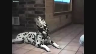 صحنه‌هایی جالب  از صحبت کردن سگها