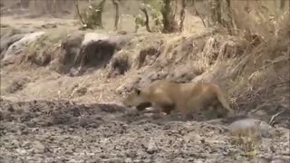 شیر ماده از استتار ناگهان بر می‌خیزدو شکار میکند.