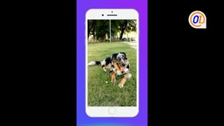 معرفی نرم افزار loopsie