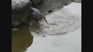 شکارچی ماهر (مرگن)