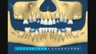تکامل و رویش دندان ها از نوزادی تا بزرگسالی