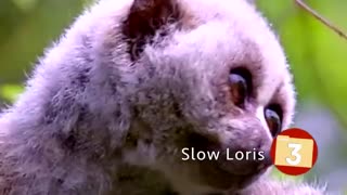 10 حیوان جالبی که می توانند شما را بکشند.