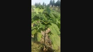 خرید بذر پالونیا شن تونگ - سرمایه گذاری فوق العاده سود آور