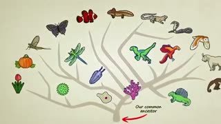 What is Evolution فرگشت چیست؟