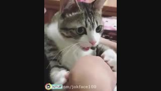 گربه هنگ کرده سروراش خخخ