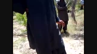 سرخرطومی حنایی خرما