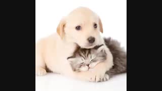 آیا کسی حضور دارد؟؟؟؟؟