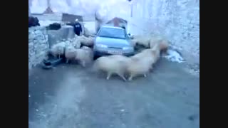 محاصره  ماشین توسط گوسفند...ببین چقدم گوسفندا  !!!...