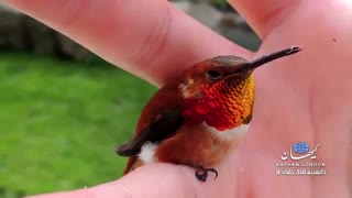 موجودی عجیب، حاصل ترکیب مرغ، مگس و شاپرک!