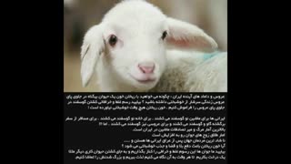 عروس و داماد های آینده ی ایران...
