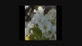 یک نماهنگ زیبا با تصاویری از شهر اسفراین